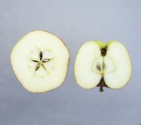 Maglemer Apples